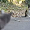 ニャンコ大抗争