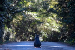 彼はこの地で何をみる