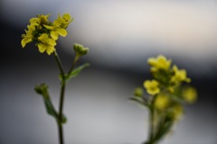 野花