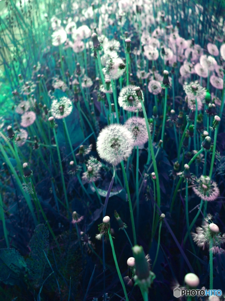 Dandelion