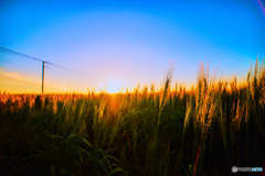 日沈みゆく麦畑。