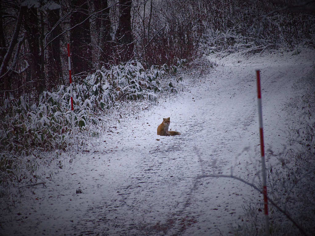 根雪狐