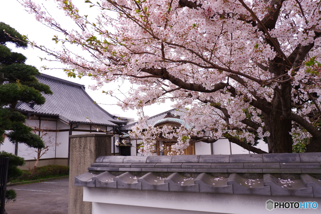 桜とお寺