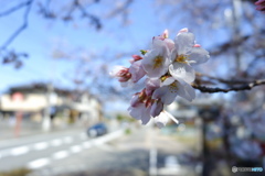 桜