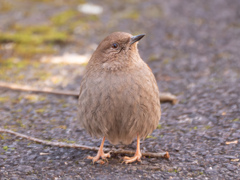 カヤクグリ