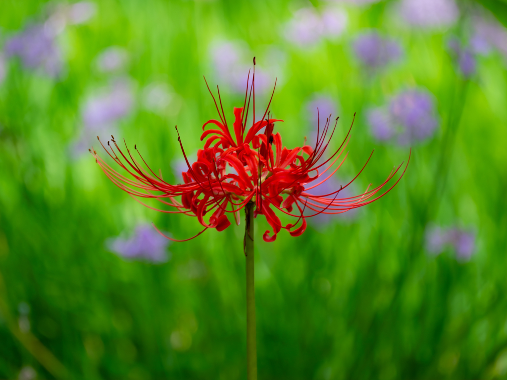 曼珠沙華