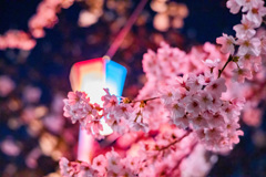 桜花爛漫