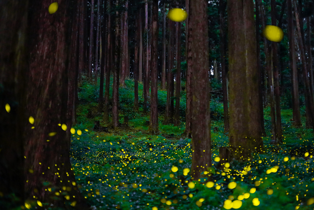 闇夜の宝石