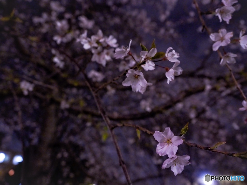 枝垂れ桜