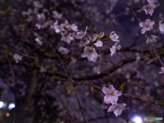 枝垂れ桜