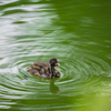 池の鳥