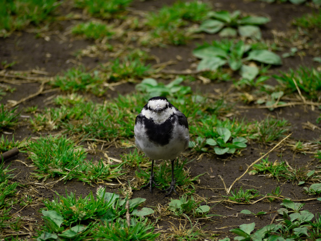 visitor
