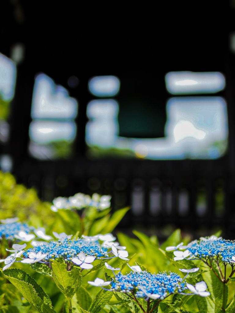 紫陽花
