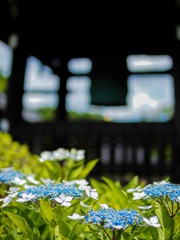 紫陽花