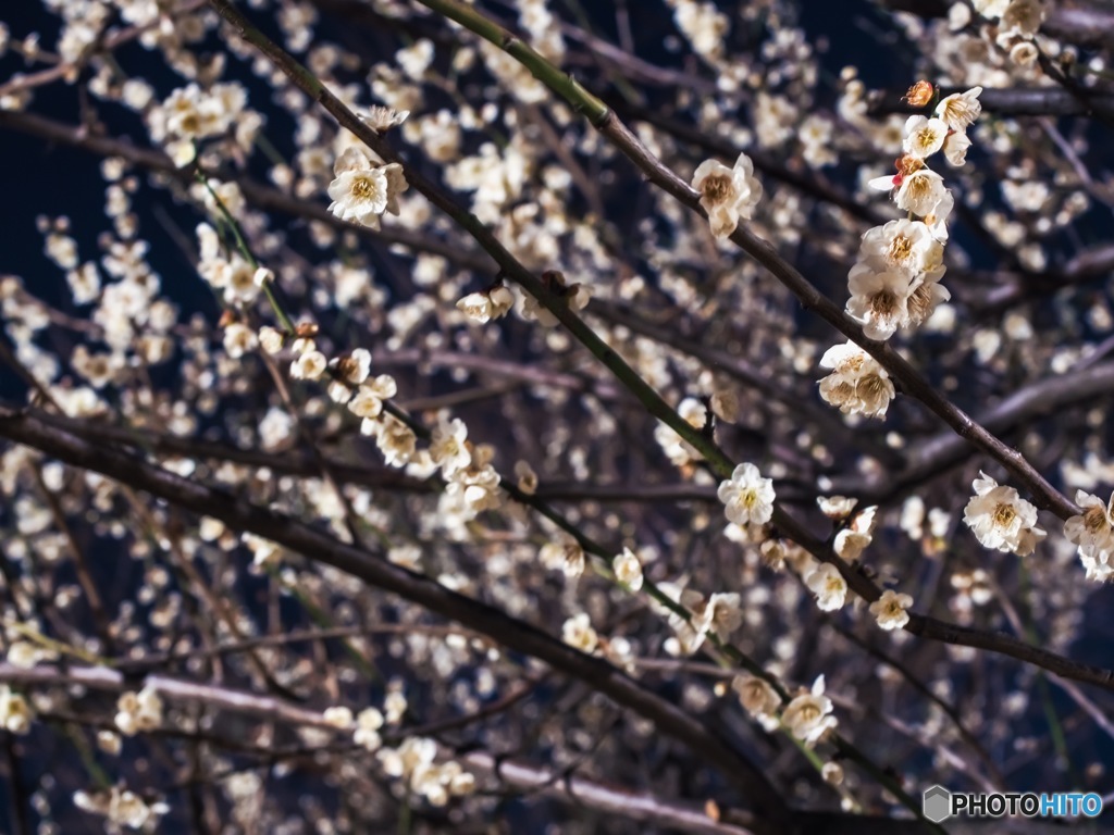 梅の花