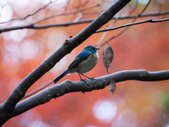 紅葉とルリビタキ