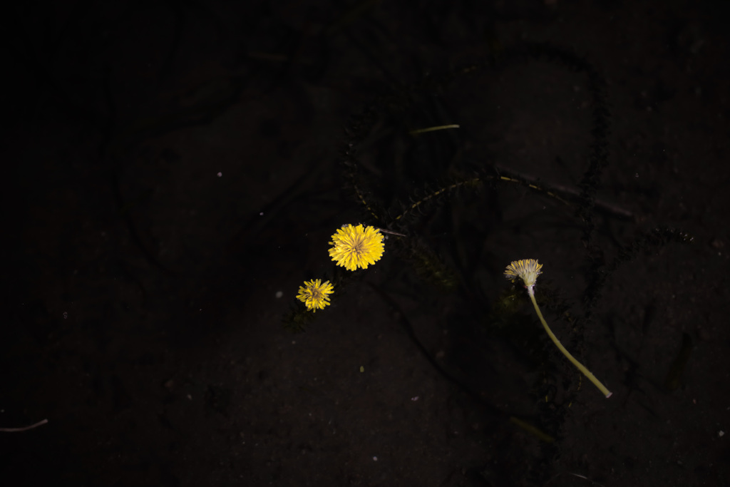 花火