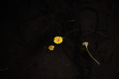 花火