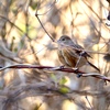 ベニマシコ♀