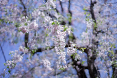 芝東照宮の桜