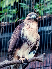 野毛山動物園のノスリ
