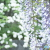 藤の花
