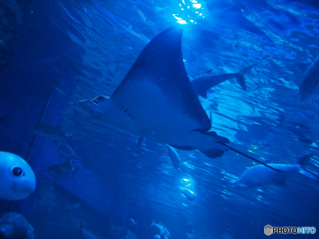 しながわ水族館