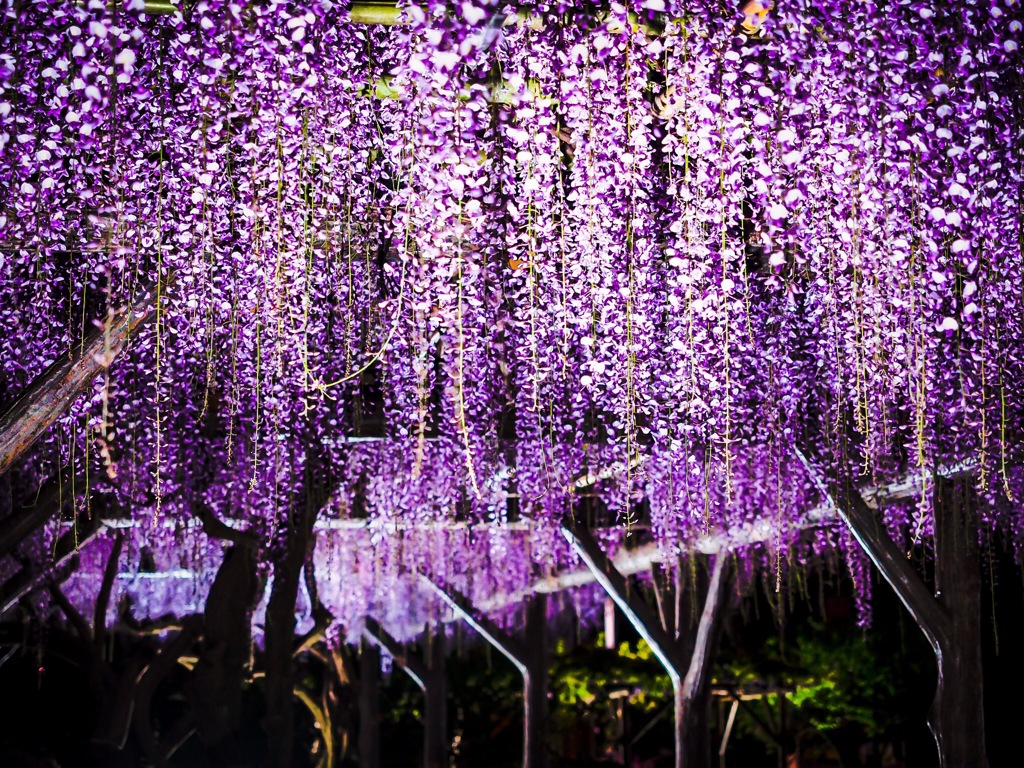 藤の花