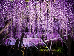 藤の花