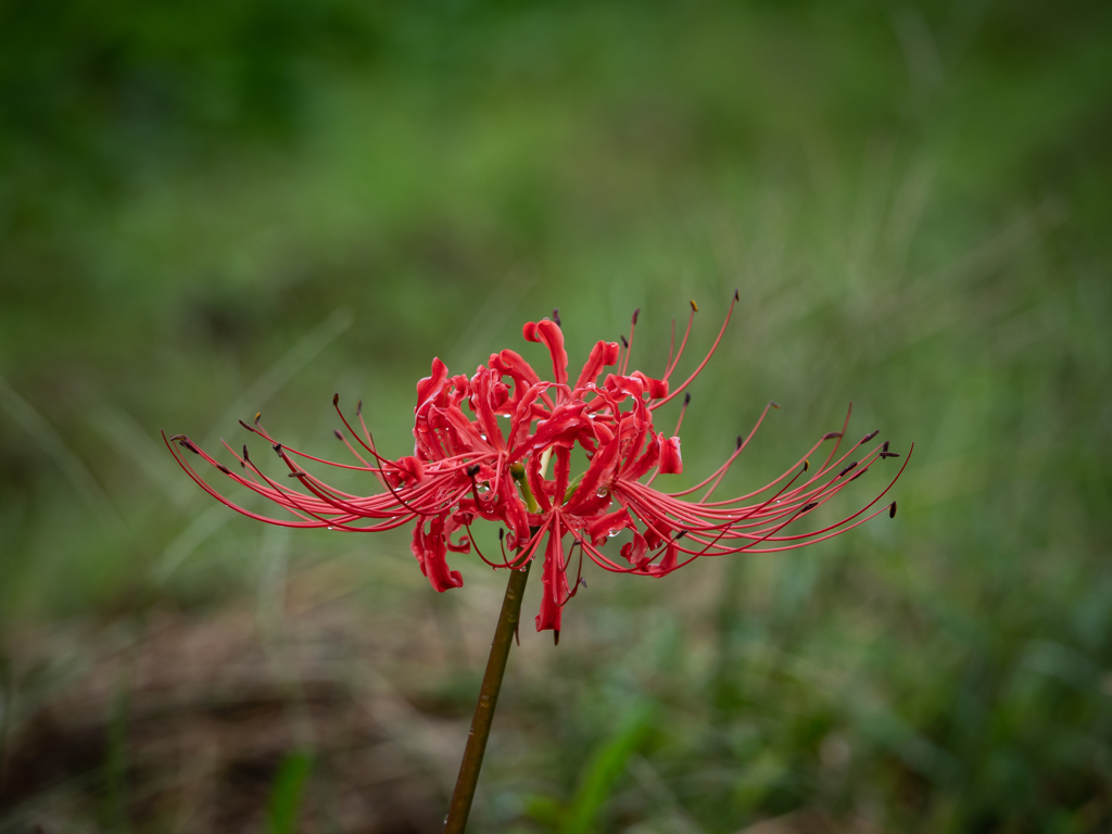 野に咲く一輪の花の美しさ