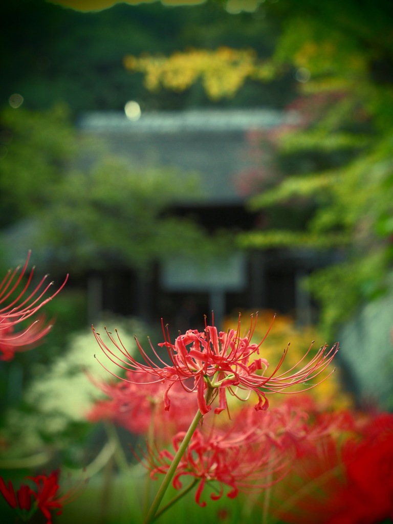 曼珠沙華