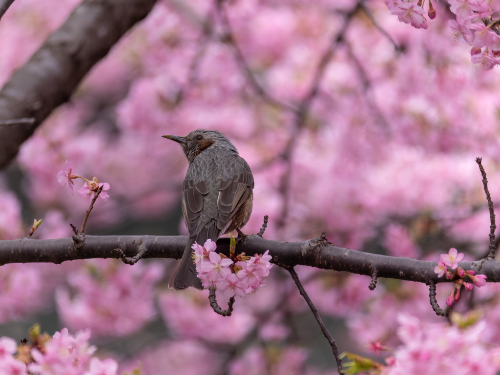 河津桜とヒヨドリ