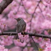河津桜とヒヨドリ