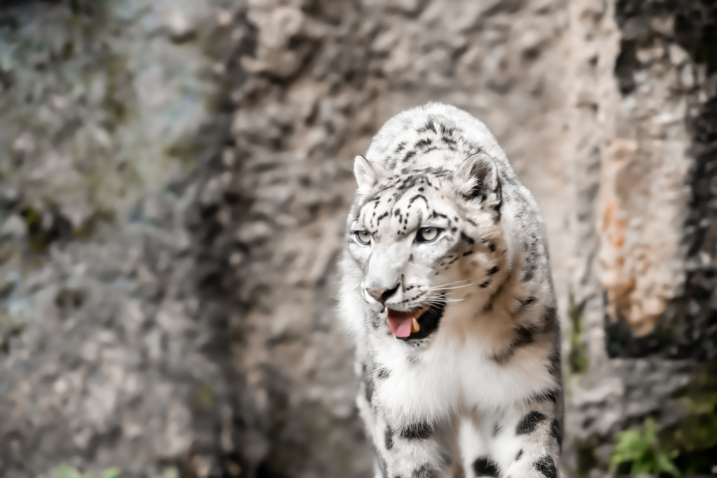 Snow Leopard
