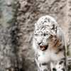 Snow Leopard