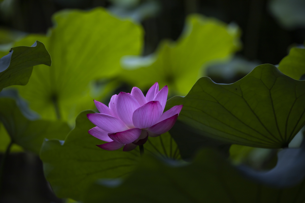 極楽浄土に咲く花