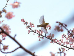 木の目覚め