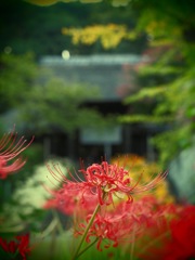 夏は過ぎ
