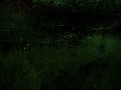 源氏ボタル