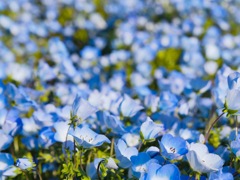 くりはま花の国