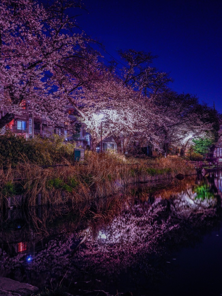 夜桜