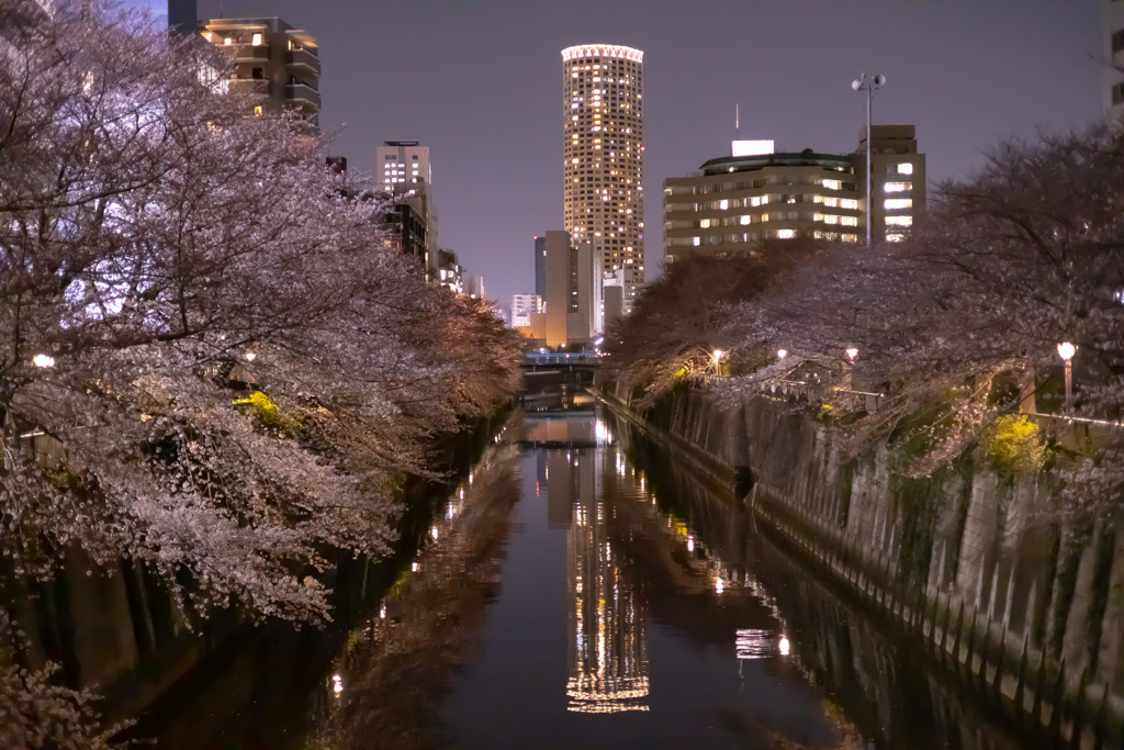 夜桜