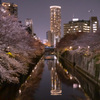 夜桜