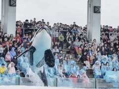 シャチ