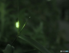 また蛍