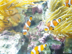 しながわ水族館