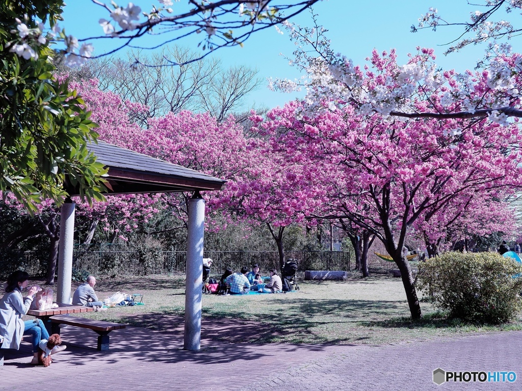 横浜緋桜