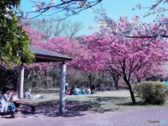 横浜緋桜