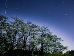 SAKURAKURU