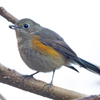 ルリビタキ♀